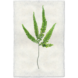 Bundle & Save Fern #1 + Fern #3 + Fern #6